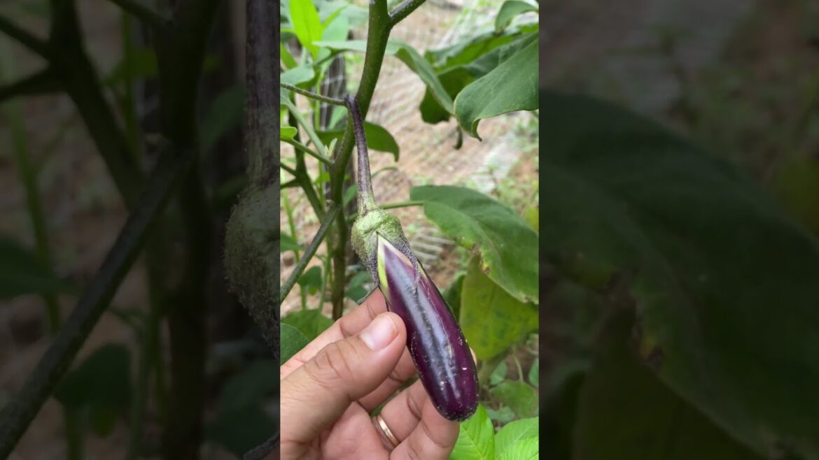 Daily life gardener by meimei / tips for growing/ enjoy with organic vegetable #shorts #gardening Daily life gardener by meimei / tips for growing/ enjoy with organic vegetable #shorts #gardening