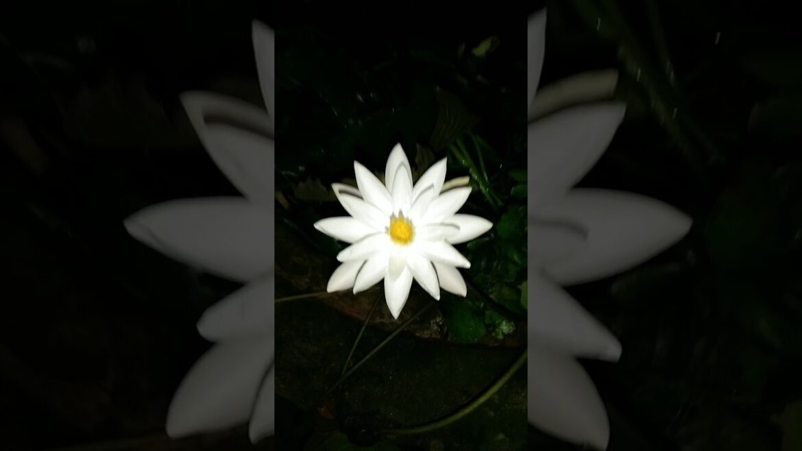 Lotus flower waterlily #garden#waterlily#plants #trending #nature #viralvideo #lotus #lotusflower#sr Lotus flower waterlily #garden#waterlily#plants #trending #nature #viralvideo #lotus #lotusflower#sr