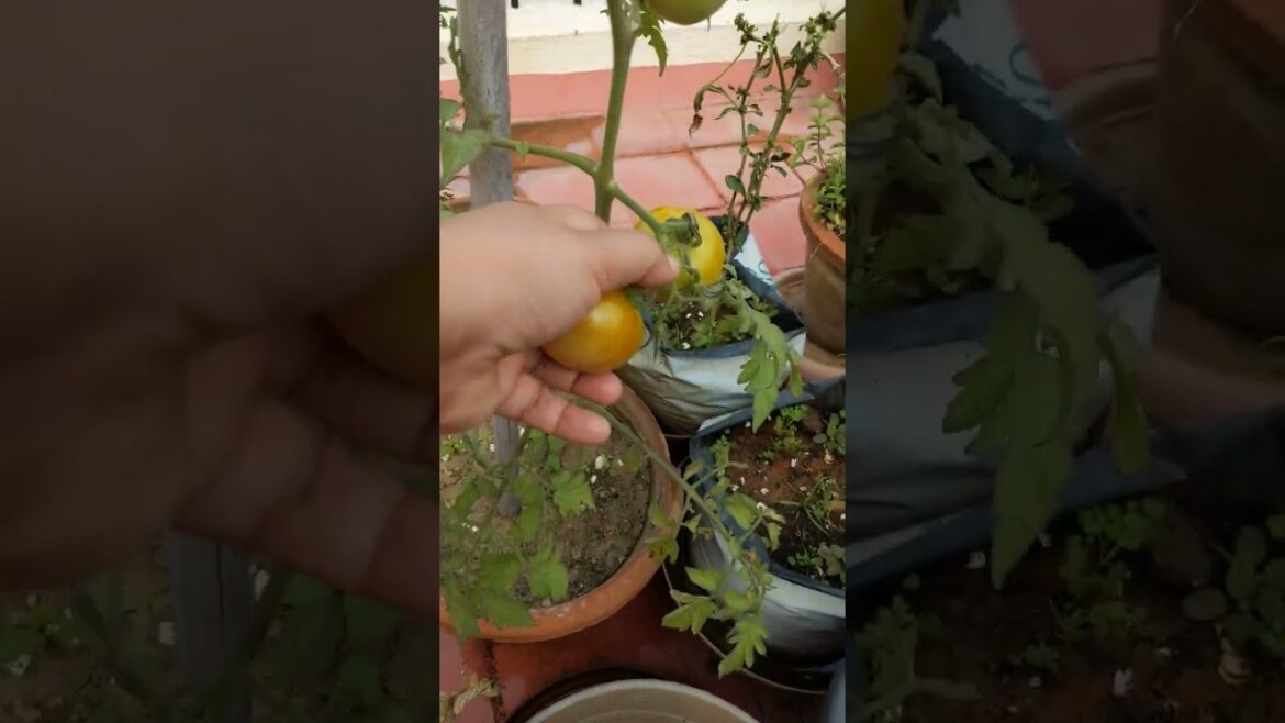 #shorts Walking Tour #yt Epic Gardening #ytfeeds Garden Ideas #garden microgreens #ytshorts harvest