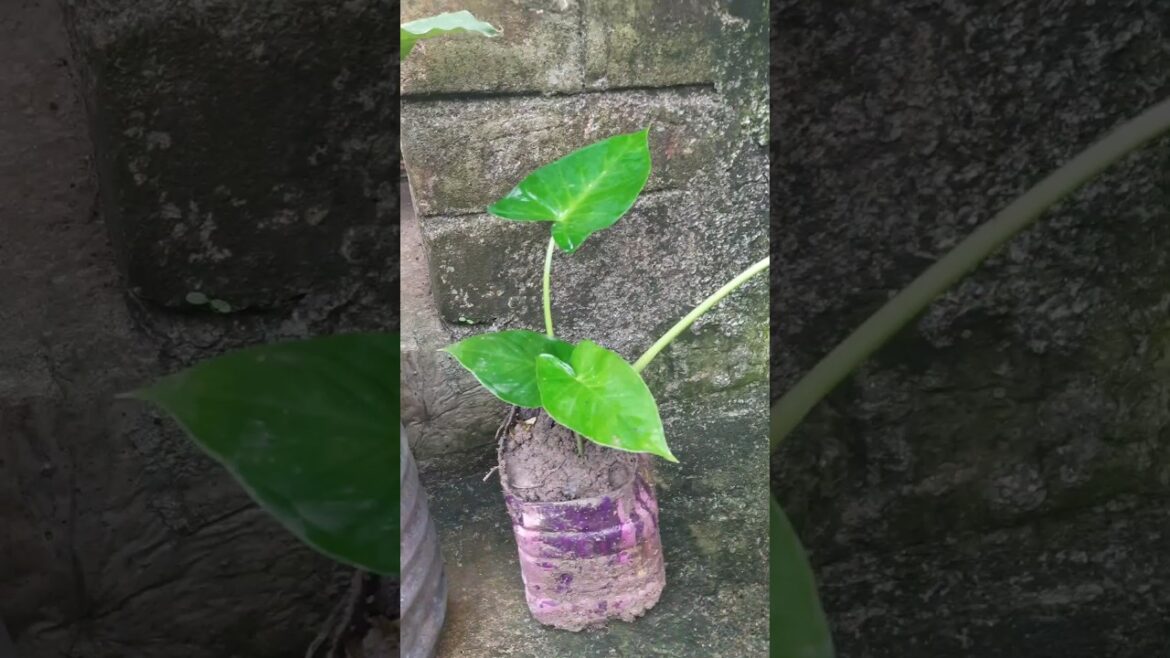 Arrowhead Plant#plants #homegarden#decorativeplants#garden#arrowheadplant#srk #syngonium#podophyllum Arrowhead Plant#plants #homegarden#decorativeplants#garden#arrowheadplant#srk #syngonium#podophyllum