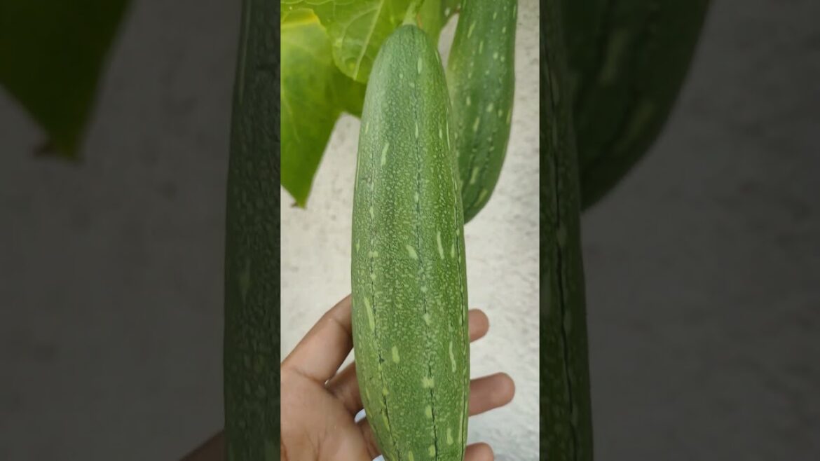 Sponge Gourd Shorts #asmr #gardening #garden #vegetablegardening #nature #spongegourd