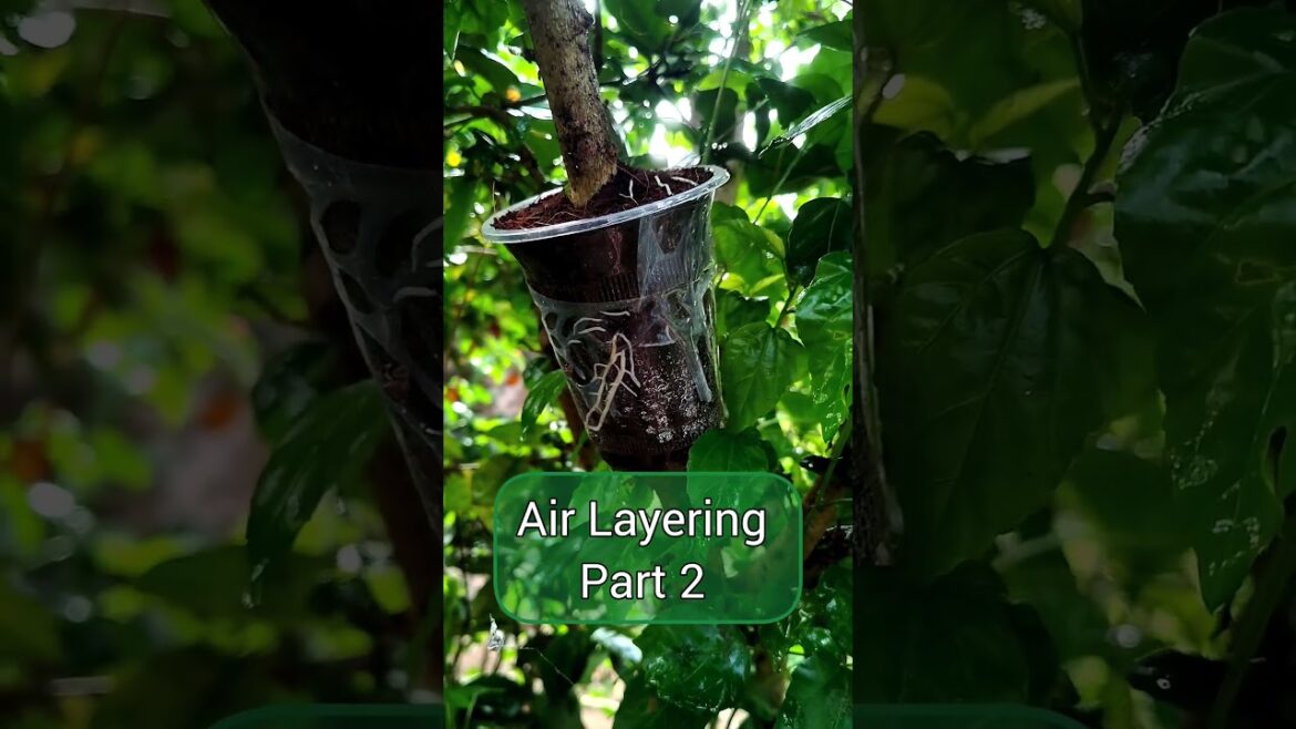 Tips For Air Layering | How To Air Layering #garden #shortsvideo #shorts #gardening #plant #flowers Tips For Air Layering | How To Air Layering #garden #shortsvideo #shorts #gardening #plant #flowers