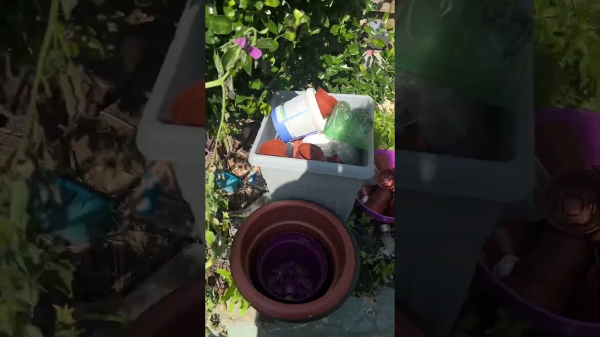 September Garden Update @theplantlady2024 #garden #vegetablegardening September Garden Update @theplantlady2024 #garden #vegetablegardening