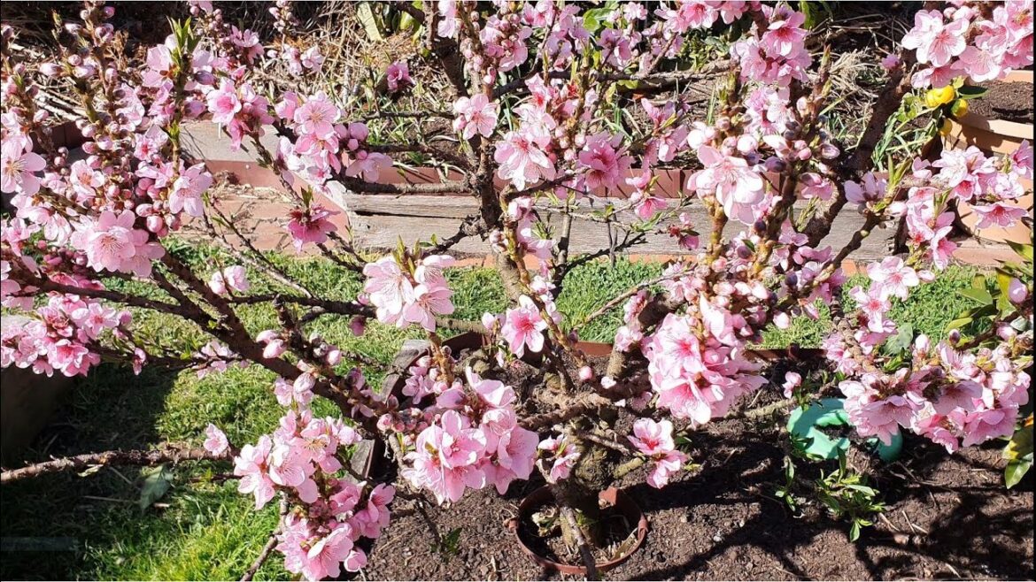 Spring Awakens Edible Garden, Australia