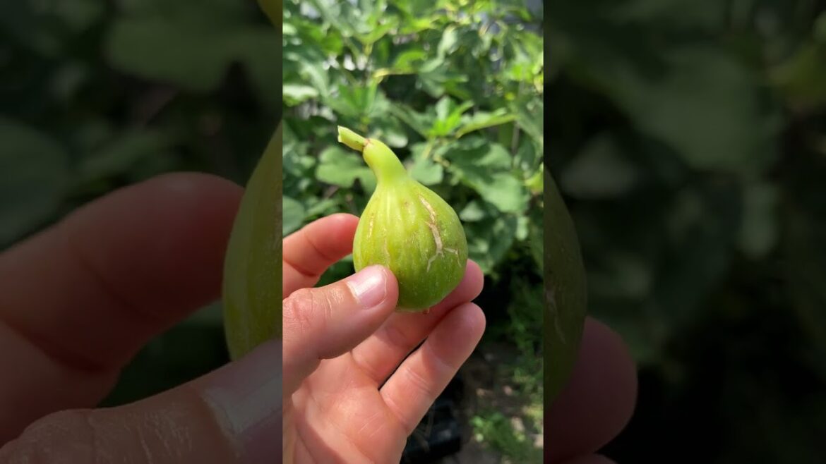 Aconetana – Philly Italian Heirloom Fig #fig #figtree #figboss #gardeningtips #fruittrees Aconetana - Philly Italian Heirloom Fig #fig #figtree #figboss #gardeningtips #fruittrees