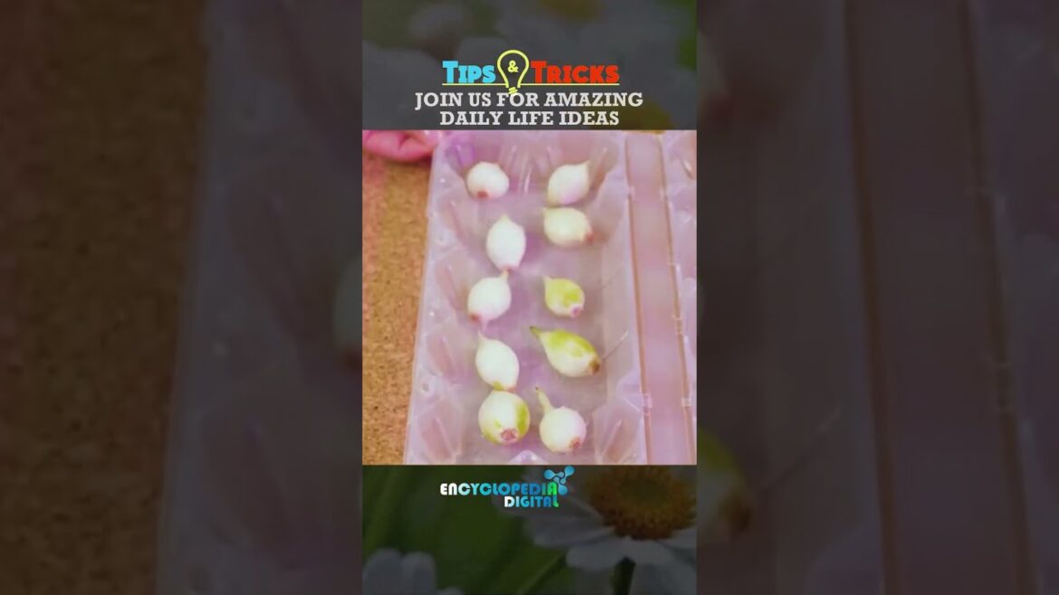 New Trending Videos 2024 | 100% Viral Shorts | Trends Continues #Shorts #Viral #Trending New Trending Videos 2024 | 100% Viral Shorts | Trends Continues #Shorts #Viral #Trending