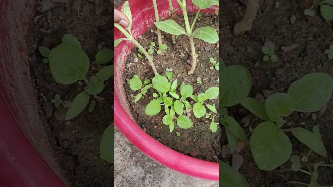 Vegetables to Grow in winter ||Winter vegetable gardening #gardening #shorts #kitchengardening