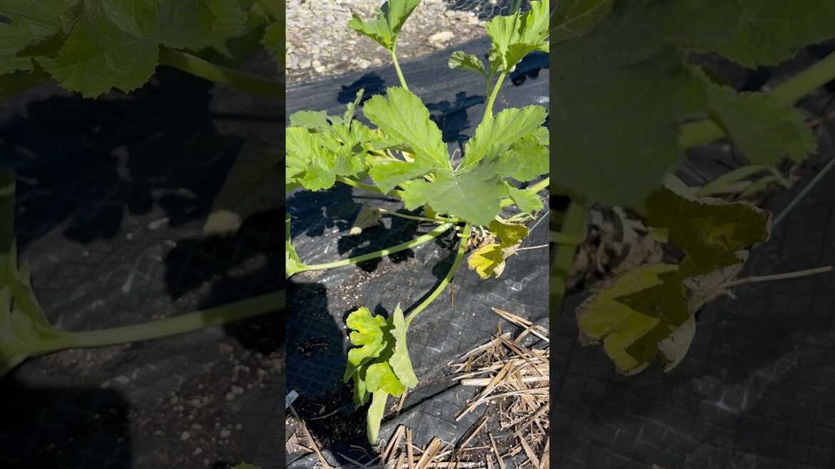 Zucchini Update #2. Powdery Treatment #vegetablegardening #gardening #zucchiniplant