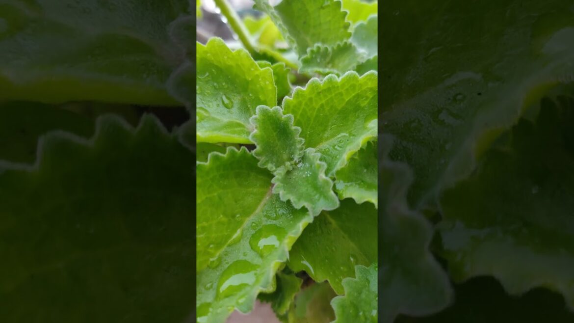 Succulent Shorts #asmr #gardening #garden #vegetablegardening #nature #succulent #succulentcare