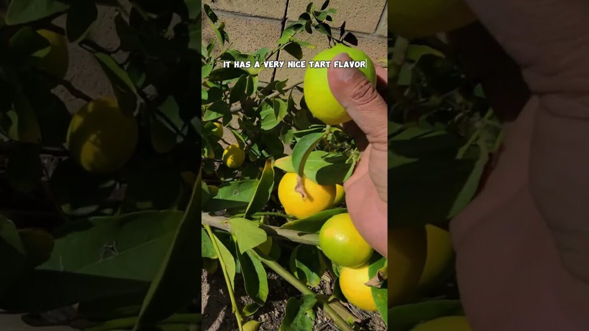 California Gardening: Harvesting Bearss (Persian) Limes: Seedless and Juicy! Harvesting Bearss (Persian) Limes: Seedless and Juicy!