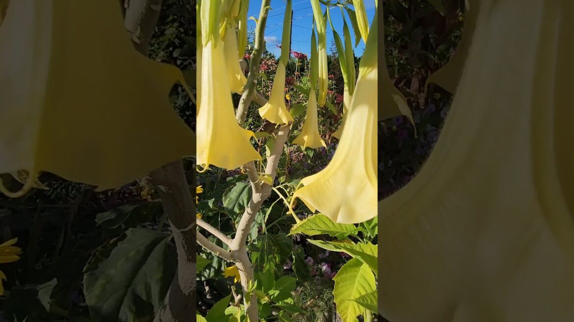 Plant of the week - Angels Trumpet