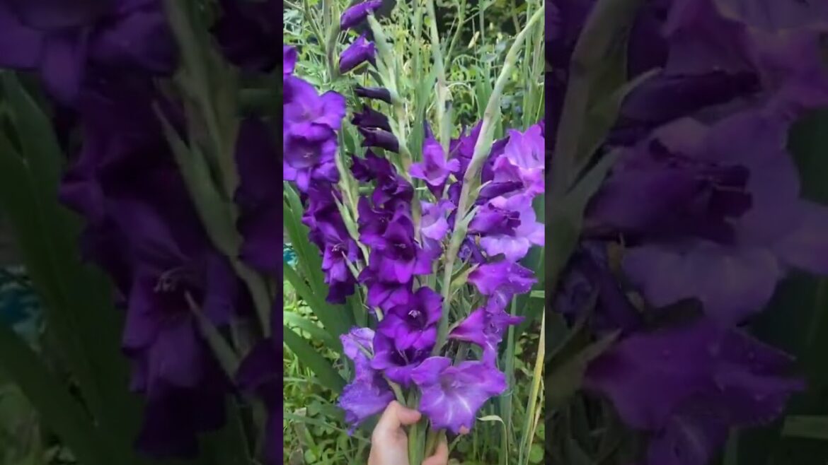 the elegance of Gladiolus💐 flowers and to grow these stunning plants at home #Shorts #NatureAthome the elegance of Gladiolus💐 flowers and to grow these stunning plants at home #Shorts #NatureAthome