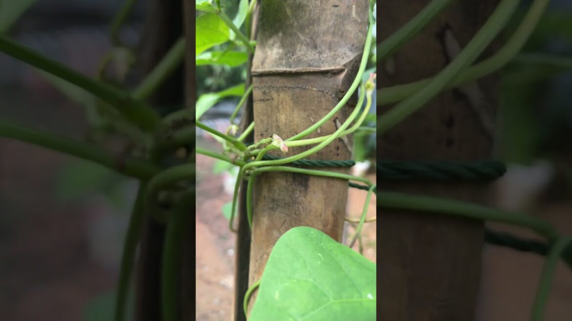 Daily life gardener by meimei / tips for growing/ enjoy with organic vegetable #shorts #gardening