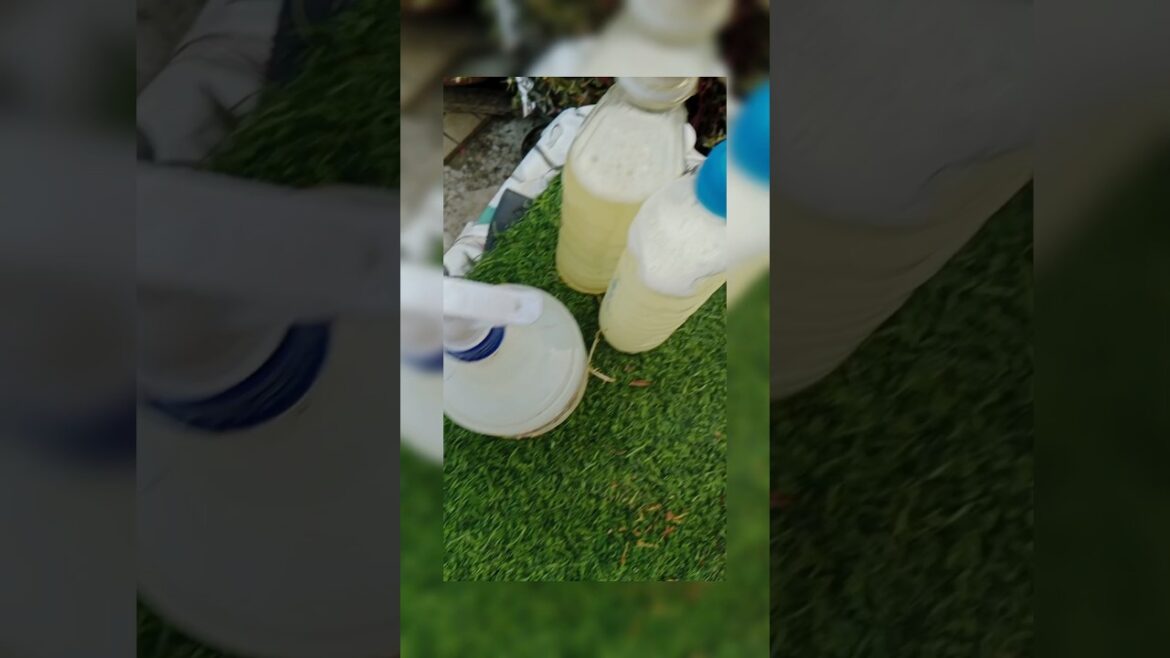 Neem Oil : The Ultimate Organic Pest Control #shorts#gardening #plants#viralshort