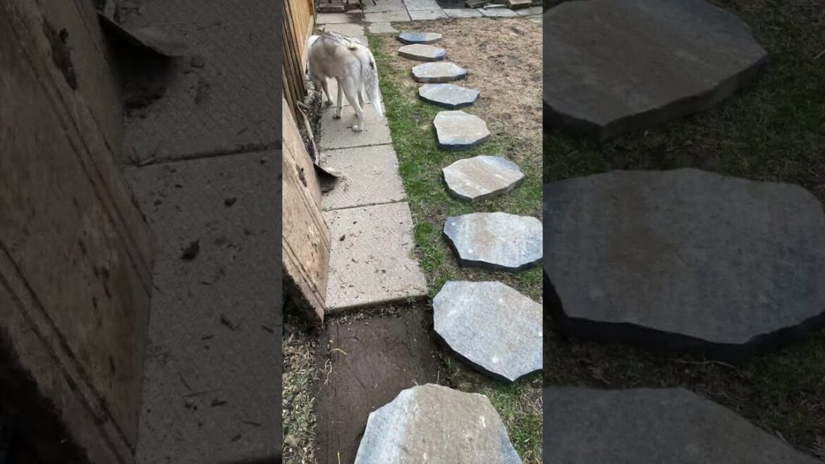 Small Backyard Makeover | Before and After