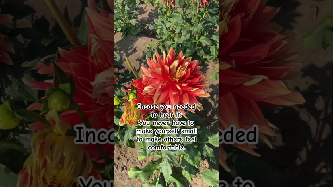 Personality as big as "OMG"dahlias. #dahlias #flowers