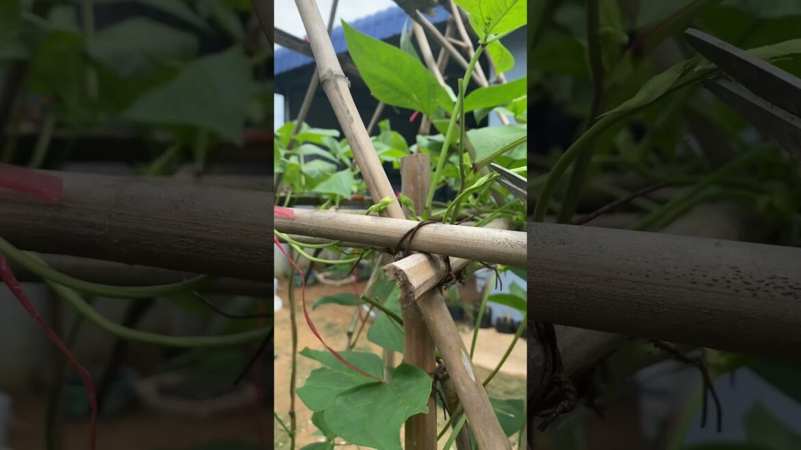 Daily life gardener by meimei / tips for growing/ enjoy with organic vegetable #shorts #gardening Daily life gardener by meimei / tips for growing/ enjoy with organic vegetable #shorts #gardening