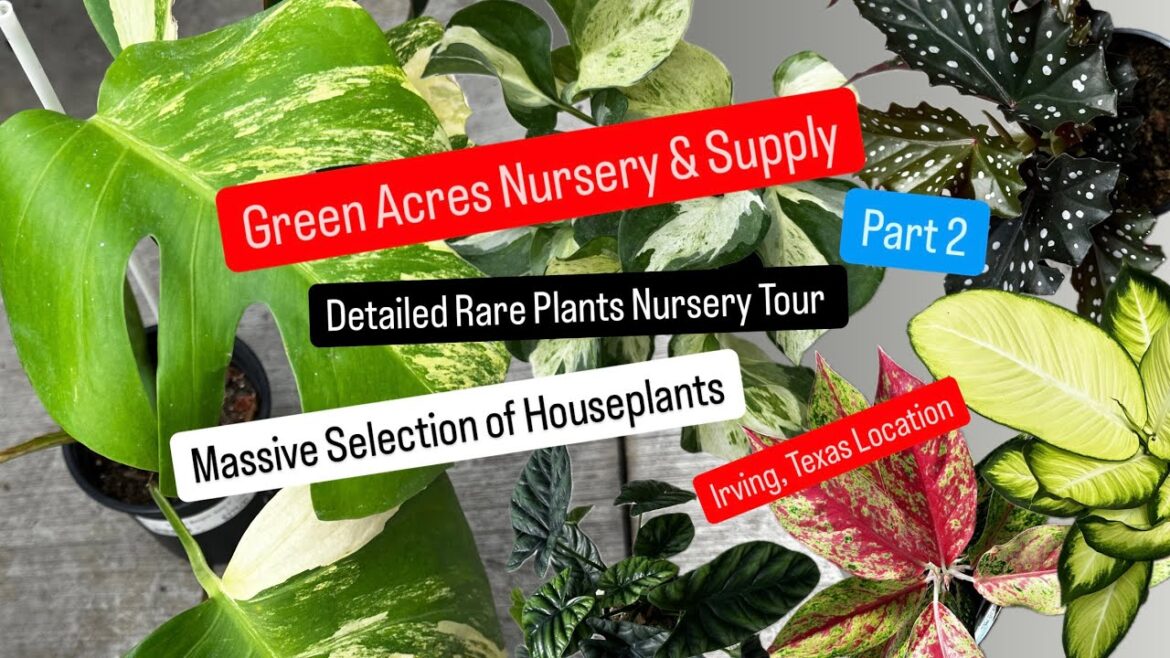 Big Box Store Plant Shopping Alternative Shop Local Nursery Green Acres Nursery & Supply Rare Plant