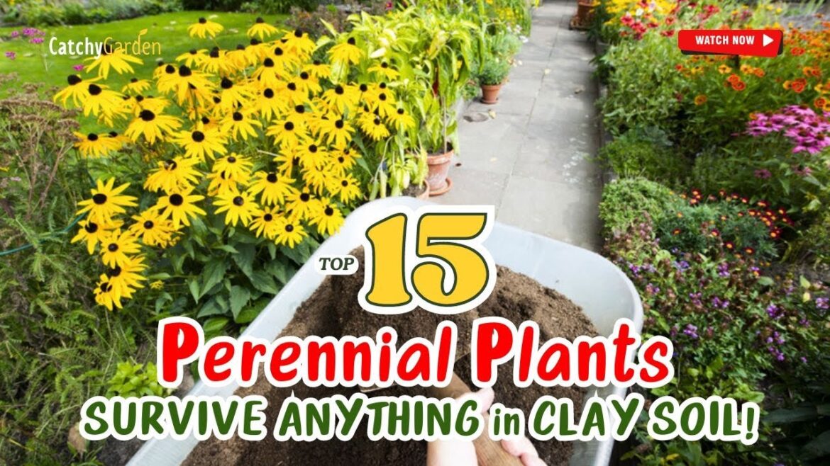 15 PERENNIAL PLANTS That’ll SURVIVE ANYTHING in CLAY SOIL! πͺπΈπ» 15 PERENNIAL PLANTS That'll SURVIVE ANYTHING in CLAY SOIL! πͺπΈπ»