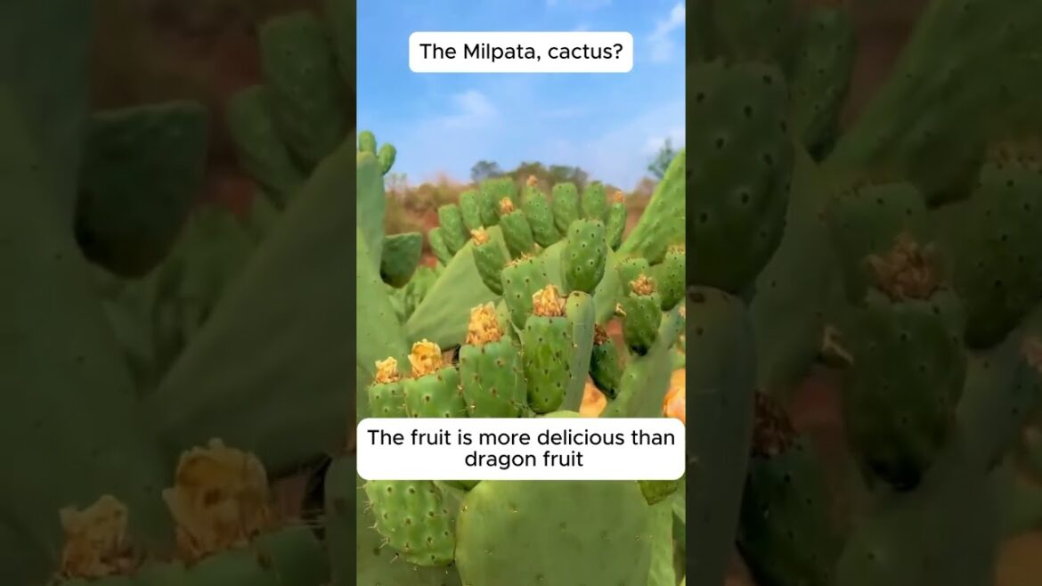 Edible cactus | Link in Description … #garden #gardeningtips #gardening Edible cactus | Link in Description ... #garden #gardeningtips #gardening