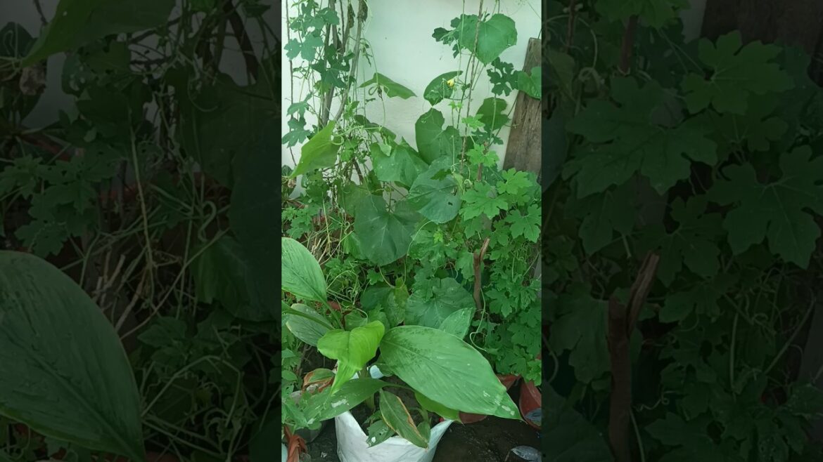 Tori ki Bail (Sponge Gourd) mein fruiting start 👍💚#organicgardening #vegetablegardening #growth