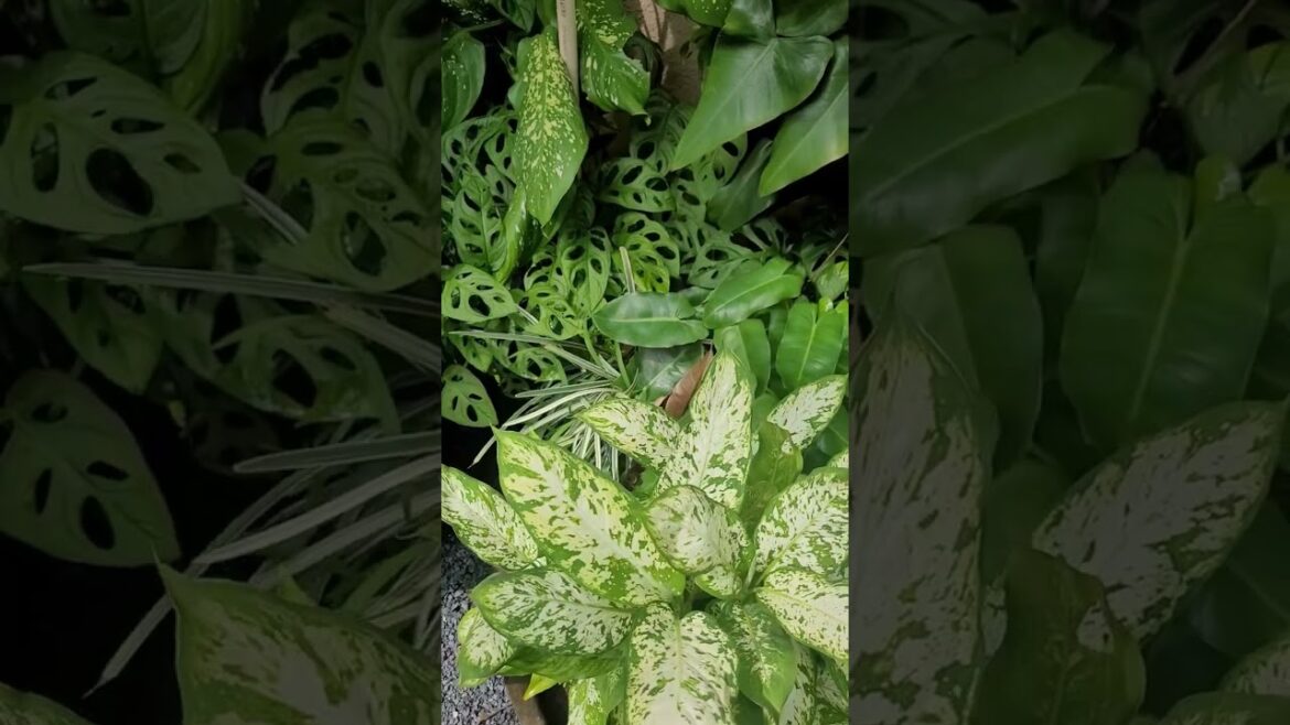 Gardening 💞 #viralvideo #love #garderningtips #nature #backyardideas Gardening 💞 #viralvideo #love #garderningtips #nature #backyardideas