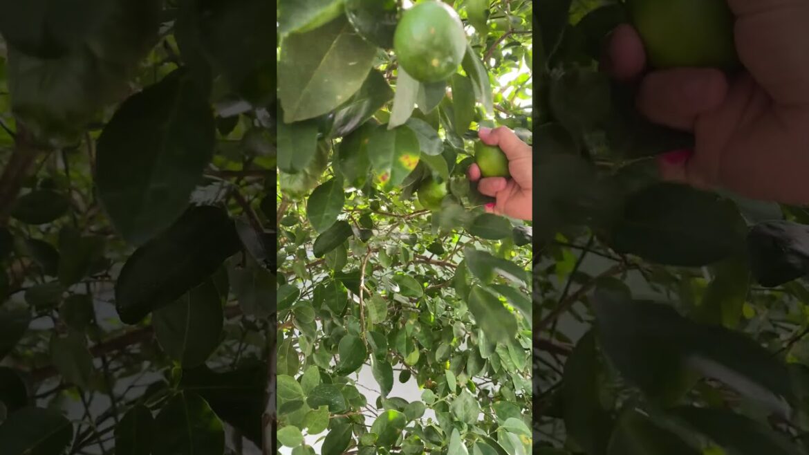 Daily life gardener by meimei / tips for growing/ enjoy with organic vegetable #shorts #gardening