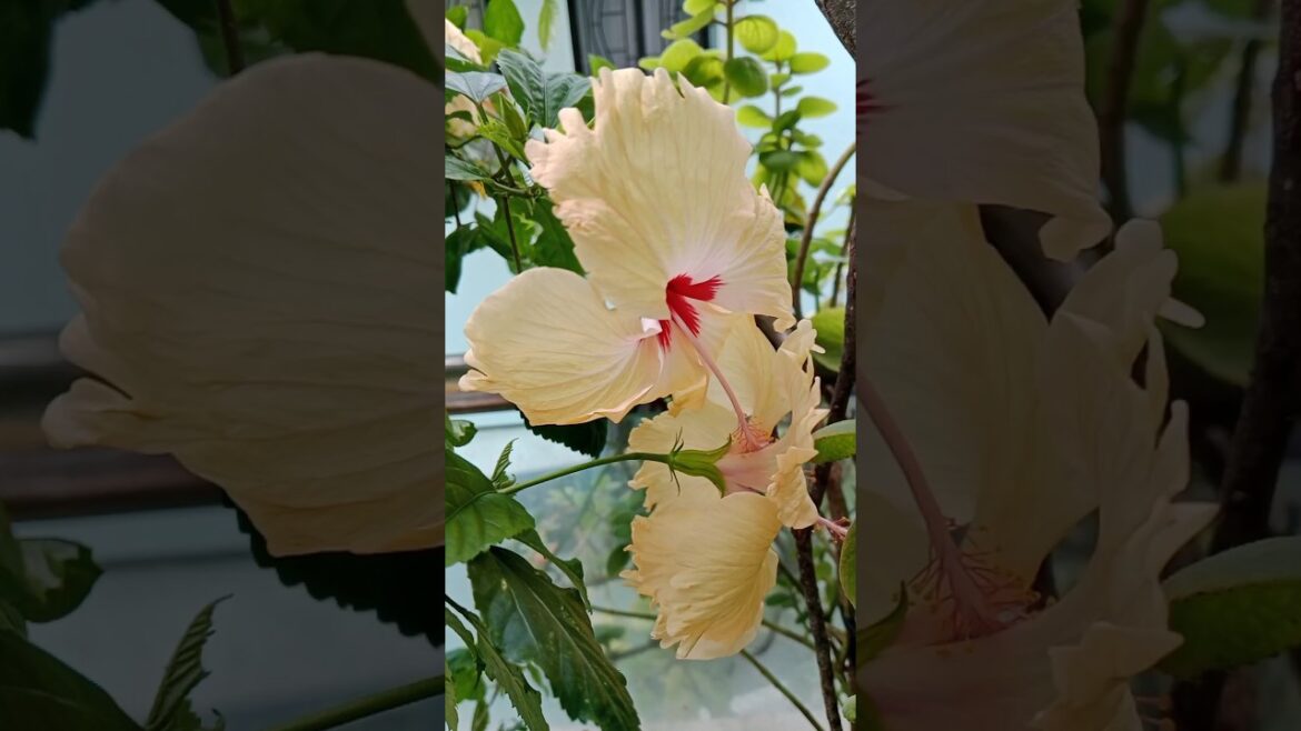 गुड़हल का पौधा#shorts#gardening#hibiscuslove #viralshorts#trending