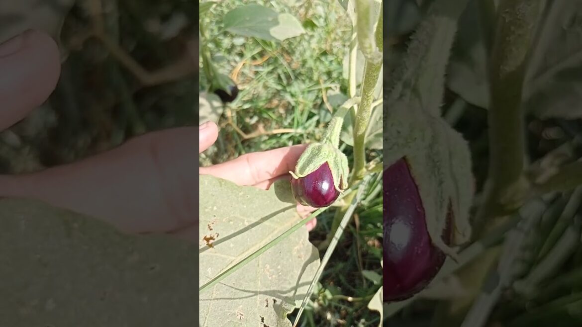 Best crops to grow in January and February |Profitable farming | Vegetable farming in Pakistan 2024 Best crops to grow in January and February |Profitable farming | Vegetable farming in Pakistan 2024