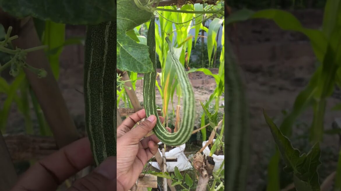 Daily life gardener by meimei / tips for growing/ enjoy with organic vegetable #shorts #gardening Daily life gardener by meimei / tips for growing/ enjoy with organic vegetable #shorts #gardening