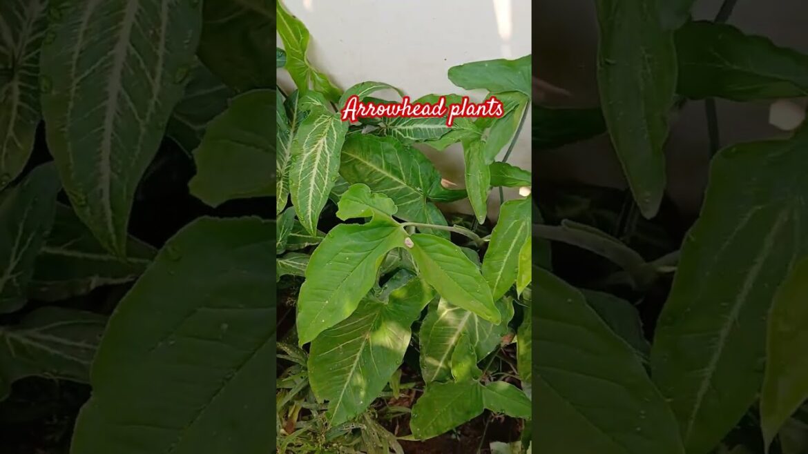 Arrowhead plant care#shorts #youtubeshorts#homegarding #shrtsfeed#asmr#nature @Gardeningshauryapunia Arrowhead plant care#shorts #youtubeshorts#homegarding #shrtsfeed#asmr#nature @Gardeningshauryapunia