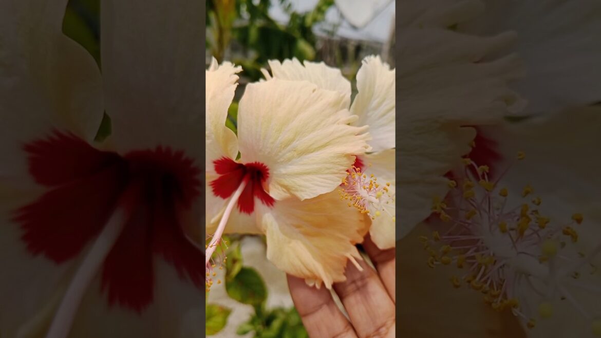 Hibiscus flower plant की cutting लगाना बहुत आसान है#hibiscus #shorts #gardening #yt