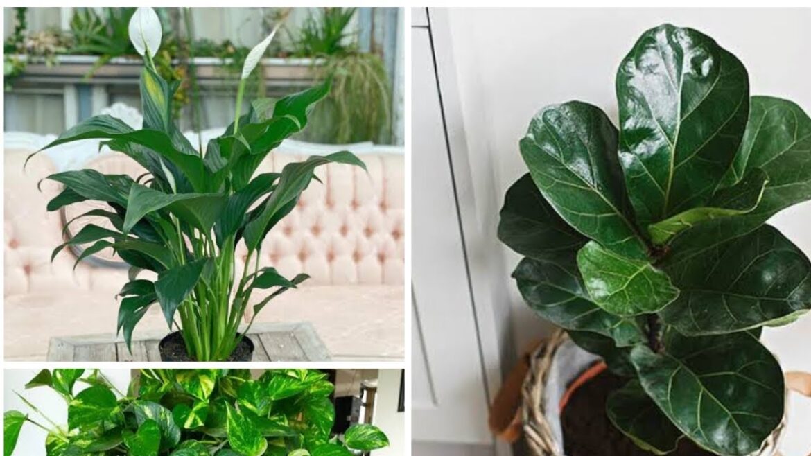 Will These Plants Actually Purify the Air? #shorts Will These Plants Actually Purify the Air? #shorts
