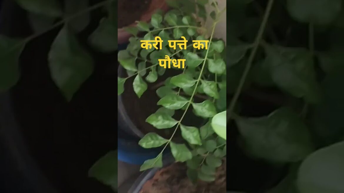 Kari patta kese lagaya jata hai|Meetha Neem Use|Karry Patta|