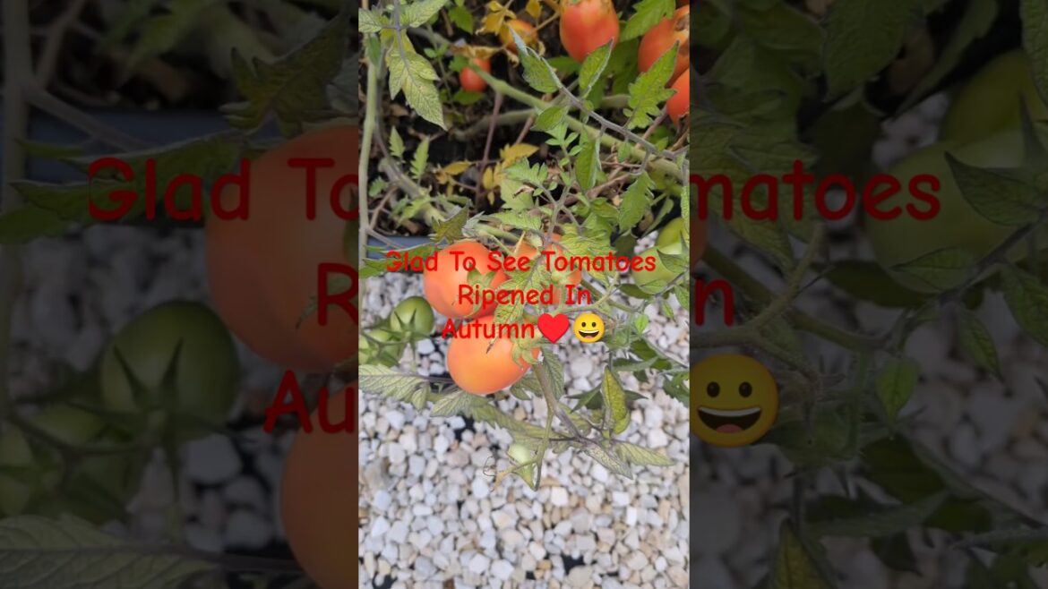 Ripened Tomatoes In Autumn 🍁😀#gardening#containergardening