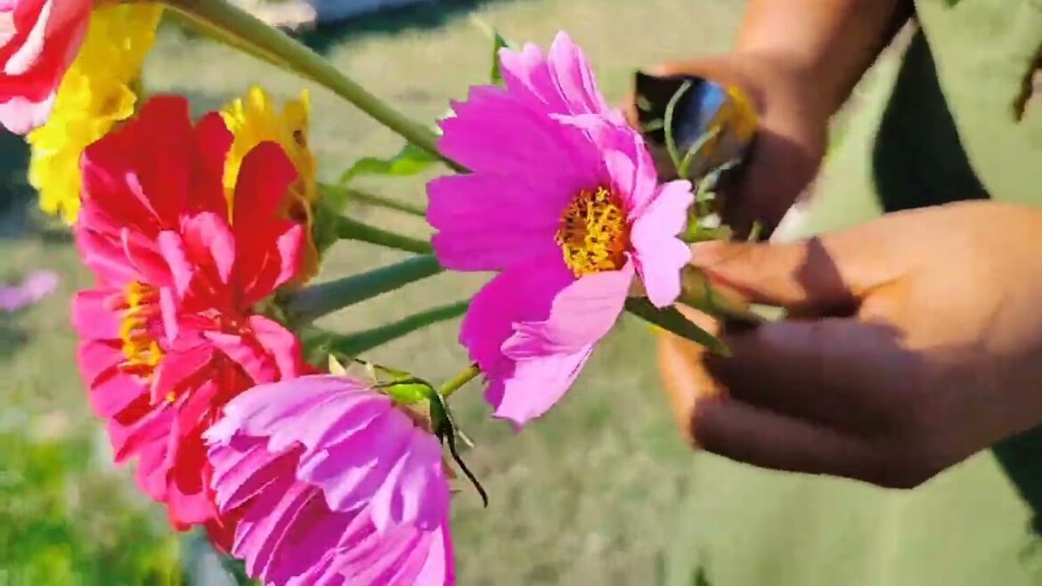 Relaxing Garden Video* Texas Zone 8 Garden