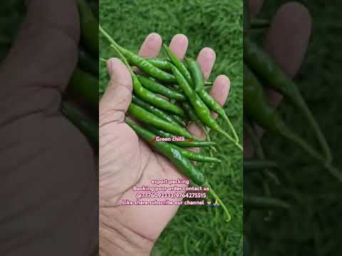 7 Can’t Miss Trends About G4 green chilli export packing #greenchilli #viralshort #viralvideo 7 Can't Miss Trends About G4 green chilli export packing #greenchilli #viralshort #viralvideo