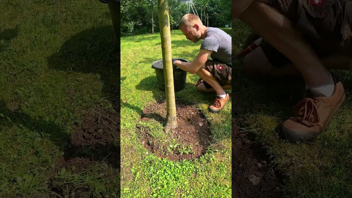 Satisfying Tree Circle Clean Up