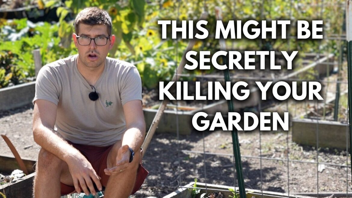 MIgardener: Black Walnuts Could Be Killing Your Garden – What to Do Black Walnuts Could Be Killing Your Garden - What to Do