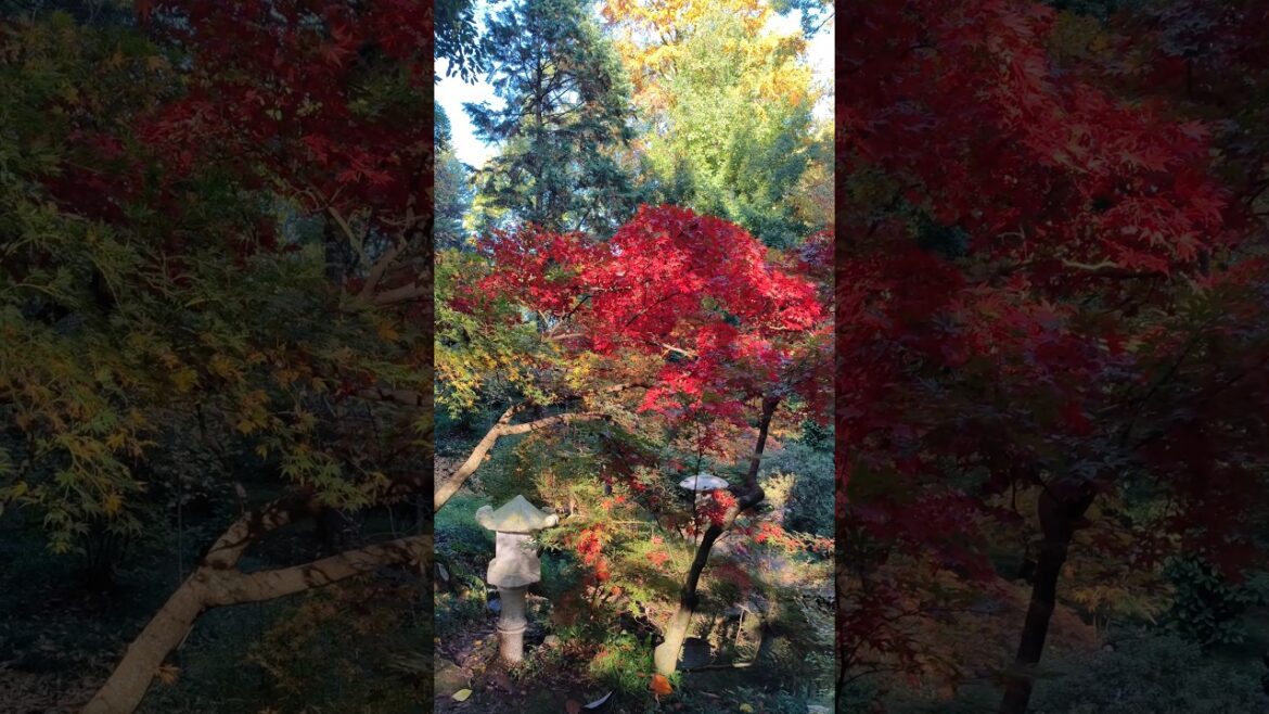 Japanese garden #nature #garden #japan