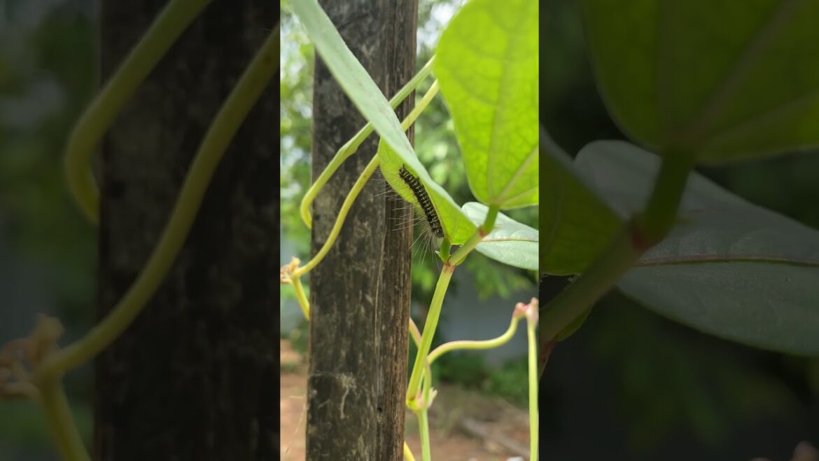 Daily life gardener by meimei / tips for growing/ enjoy with organic vegetable #shorts #gardening