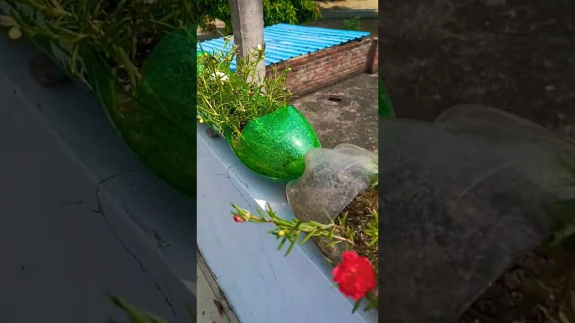 Portulaca propagation/Moss Rose #portulacacutting#shortsvideo #gardening #viralshorts#garden #nature Portulaca propagation/Moss Rose #portulacacutting#shortsvideo #gardening #viralshorts#garden #nature