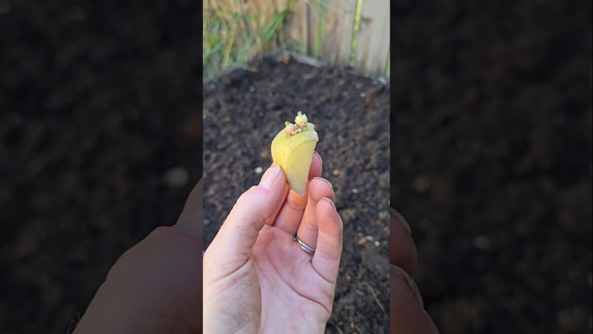 Garden Tips in Less Than a Minute | Planting Potatos
