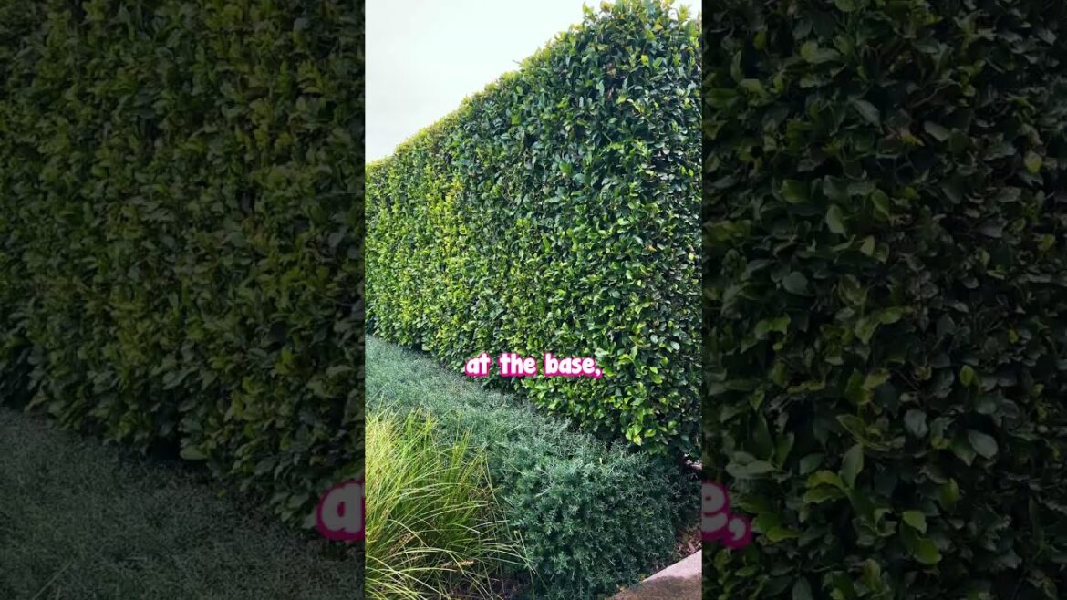 Multi-Layered Hedges is the Secret to a Great Formal Garden! Multi-Layered Hedges is the Secret to a Great Formal Garden!