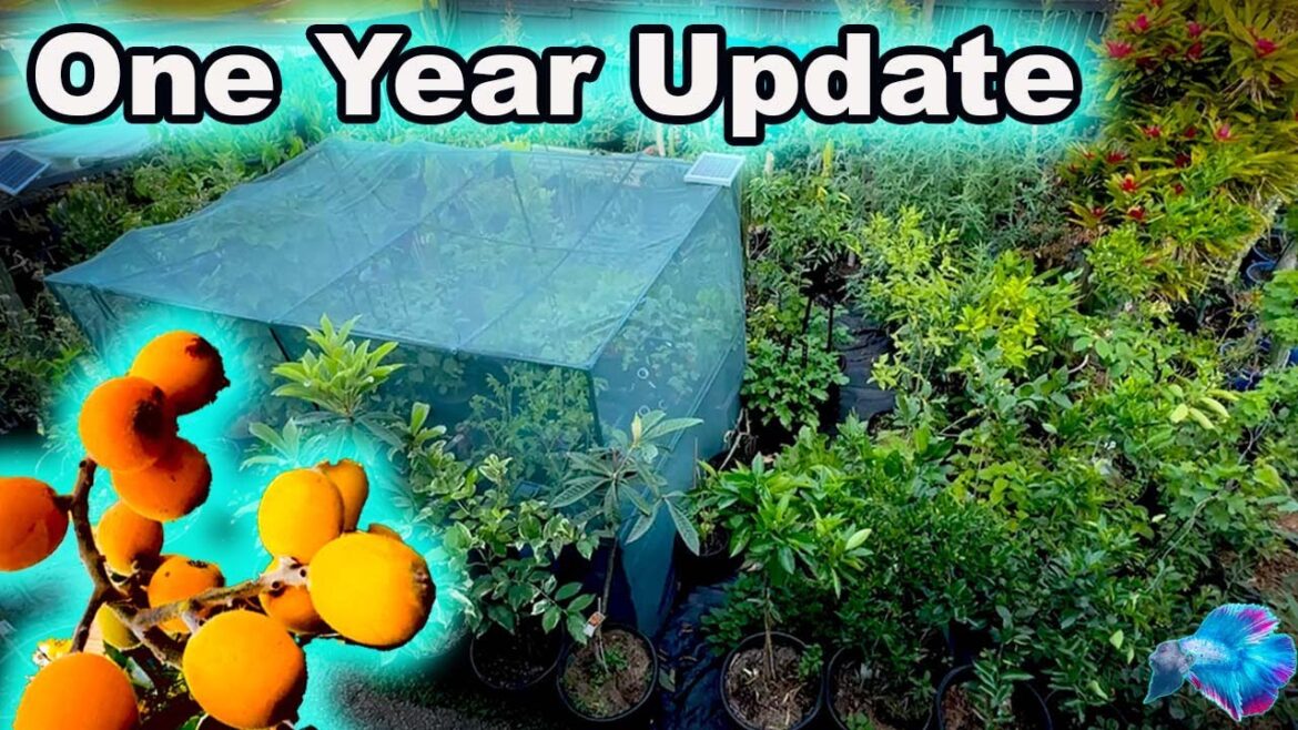 It's Been a Year: Home Edible Garden update!