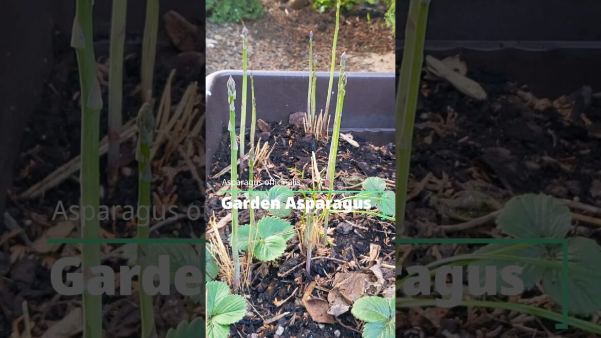Asparagus in a container #asparagus #containergarden