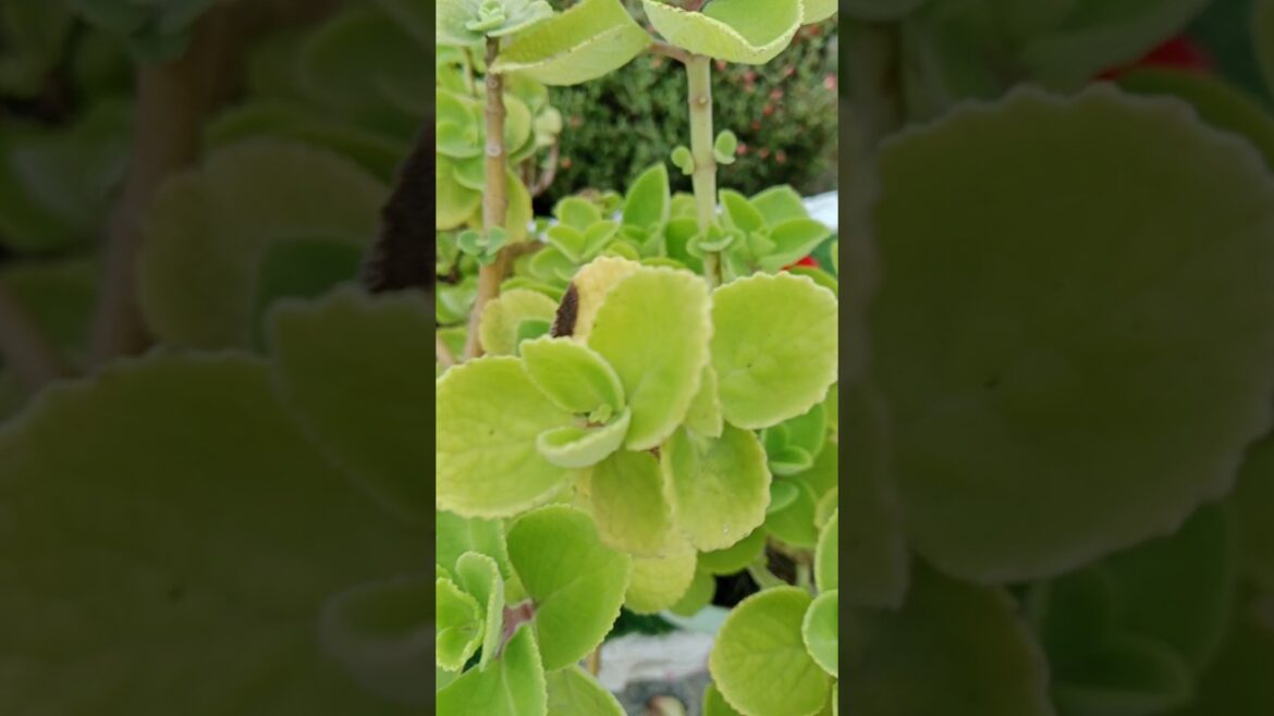 अजवाइन का पौधा लगाये इस तरीके से#Maxican mint #shorts#gardening #medicine plant अजवाइन का पौधा लगाये इस तरीके से#Maxican mint #shorts#gardening #medicine plant