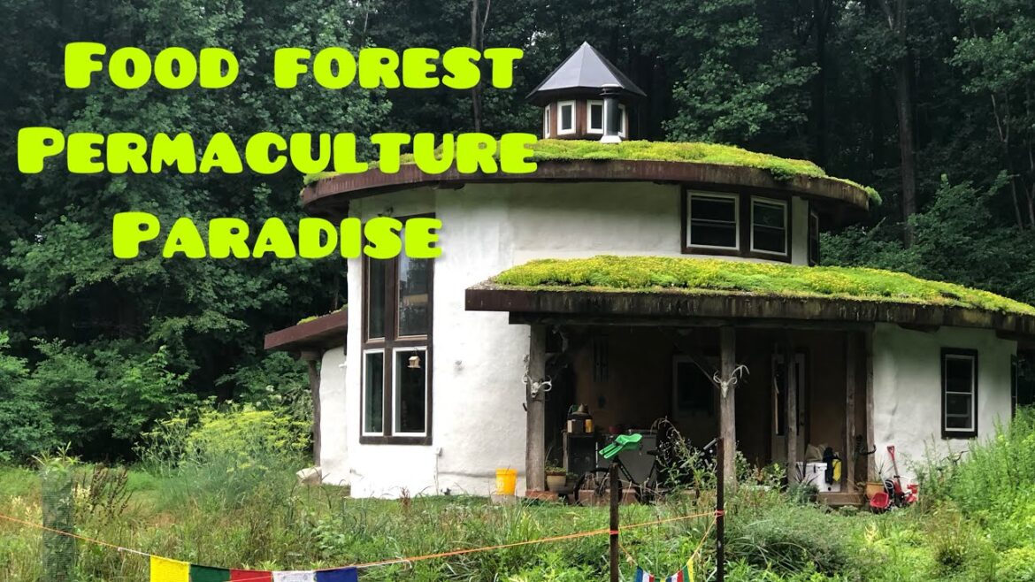 Food Forest Design | Permaculture Tour | Food Forest Transformation | Edible Landscaping Ideas
