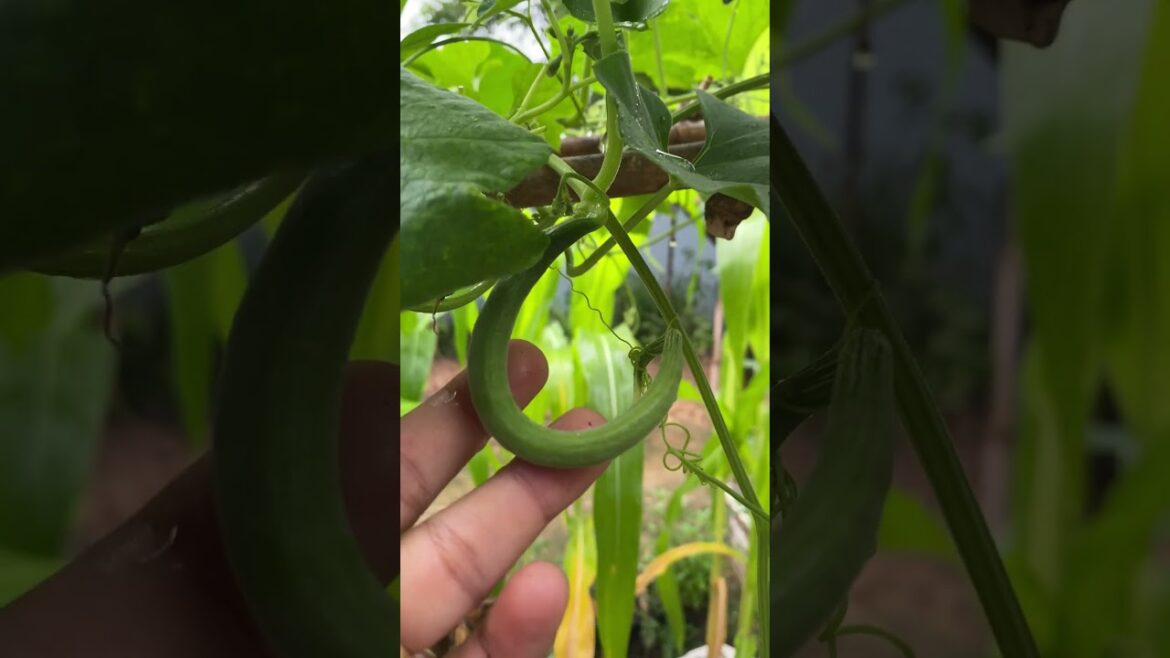 Daily life gardener by meimei / tips for growing/ enjoy with organic vegetable #shorts #gardening