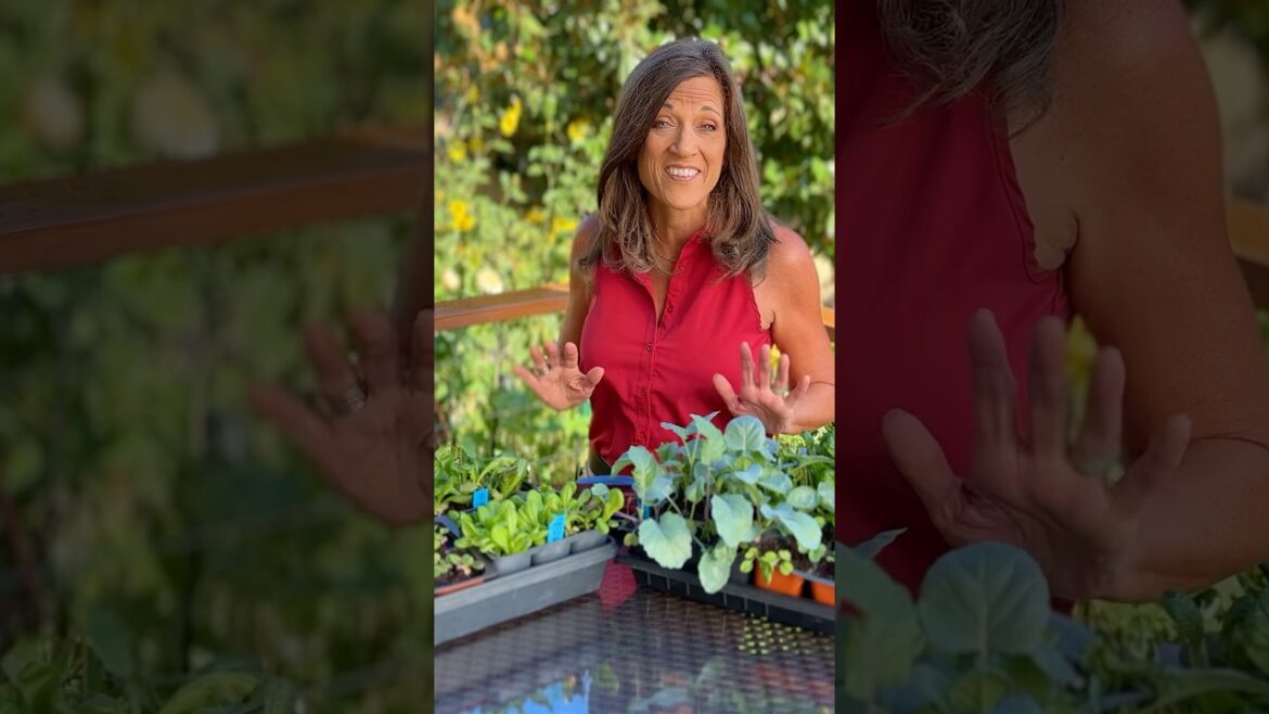 Thin your seedlings or else…